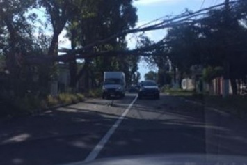 В Мариуполе дерево зависло над дорогой на высоковольтных проводах (ФОТО)