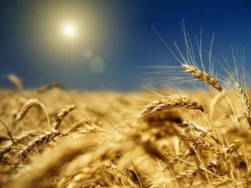 Украина экспортировала агропродукции на более чем 4,5 млрд долл