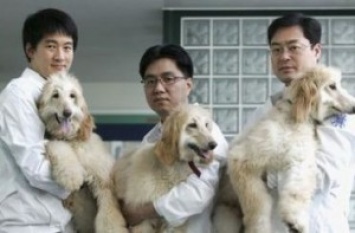 В Южной Корее активно клонируют собак. Из лучших побуждений