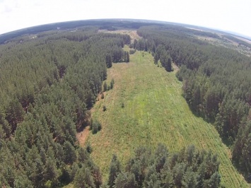 В Луганской области нашли поле конопли площадью пять гектаров (фото)