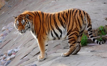 Учены: Численность амурских тигров за последние 10 лет увеличилась на 15%