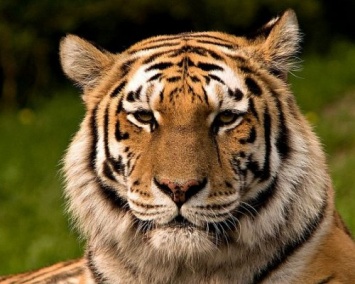 Ученые: Численность амурских тигров увеличилась за последние 10 лет