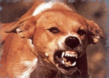 В Челябинской области от укусов собаки умерла полуторогодовалая девочка