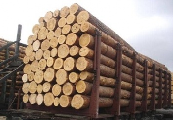 На Закарпатье арестовали 28 вагонов леса из-за махинаций с документами