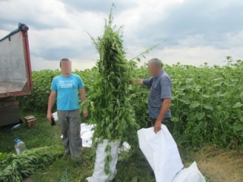 В Полтавской области фермер выращивал коноплю на поле с подсолнухами