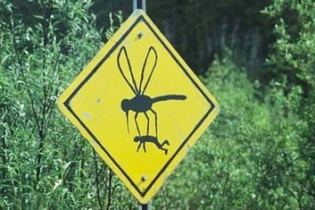 Как защититься от комаров?