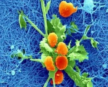 Ученые: Иммунные клетки создают защитную сетку от болезней