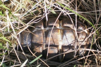 На Левом берегу Мариуполя найдена граната (ФОТО)
