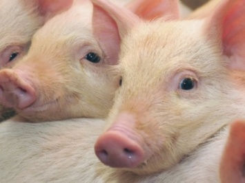 Вспышку африканской чумы свиней зафиксировали в Черкасской области