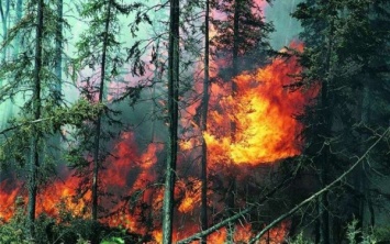 Ученые: Пожары помогают поддерживать экологию леса