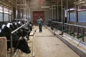 Panasonic развивает инновационное животноводство в Японии: корпорация представила концепт «умной» фермы