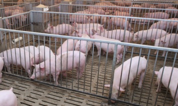 Украина в 11 раз сократила экспорт свинины