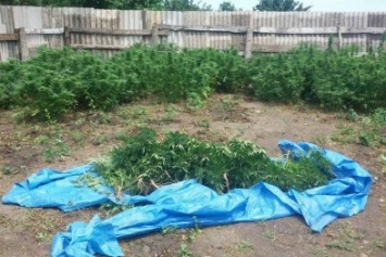 Плантатор из Бердянского района выращивал почти 300 кустов конопли