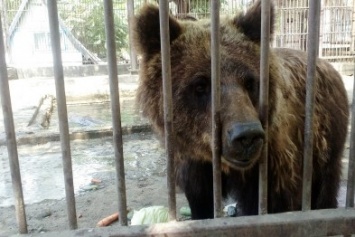 Херсонский медведь Жора уедет жить в Закарпатье?