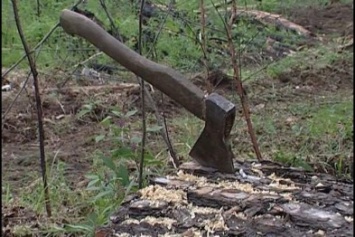 В Киеве запретили рубку деревьев на территории заповедников
