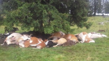 В Австрии молния убила стадо из 18 коров. Выжила одна - Везучая
