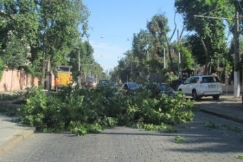 В Одессе на Француском бульваре огромное дерево рухнуло на проезжую часть (ФОТО)