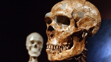 Неандертальцев Северной Европы уличили в каннибализме