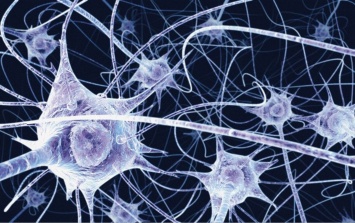 Ученые изучили процесс развития «взрослых» нейронов