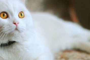 В Одессе погибла кошка, защищая квартиру от воров (ФОТО)