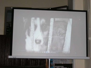 Урок доброты: криворожан просвещают в вопросах обращения с бездомными животными (фото)