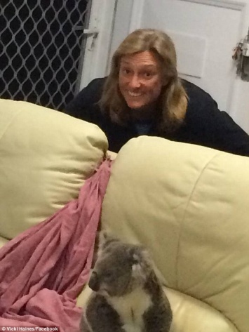 Отдохнуть и согреться. В Австралии коала забралась в дом и аннексировала диван