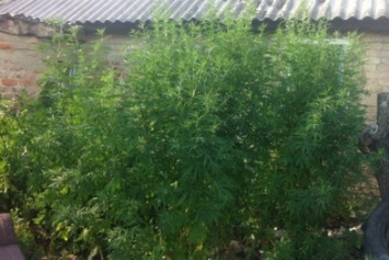 На Кировоградщине полицейские выявили во дворе более полусотни растений конопли и почти 400 кустов мака