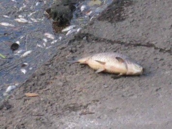 В Полтавской области в реке Сула зафиксировали наличие дохлой рыбы