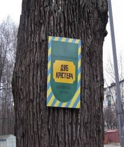 Тайны столицы: Сколько лет самому старому киевскому дереву