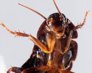Ученые: Тараканы используют "аналог GPS" для ориентировки в пространстве