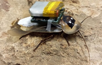 Ученые: Для ориентации в пространстве у тараканов есть свой GPS