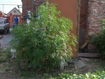 Мужчина в Донецкой области выращивал коноплю под классическую музыку