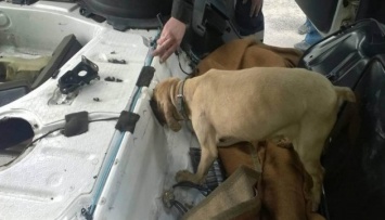 Контрабандисты убили знаменитую пограничную собаку