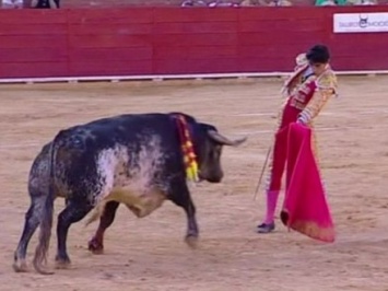 Впервые за последние 30 лет бык убил тореадора в Испании