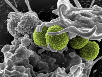 Ученые обнаружили у древних мумий гены устойчивости к антибиотикам