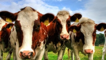 Беларусь запретила поставлять в Россию животноводческую продукцию