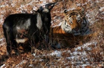 Тигр Амур встретил козла Тимура, вернувшегося из Москвы