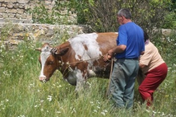 На Черниговщине из шахты автокраном доставали корову