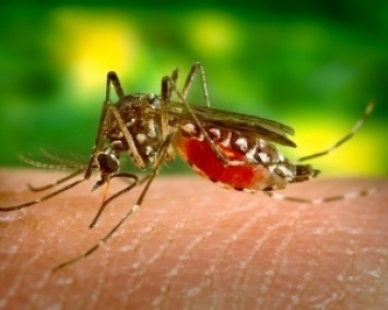 Что делать, если покусали комары: советы врача
