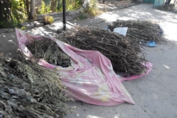 У жительницы Николаевской области изъяли 100 килограмм снотворного мака (ФОТО)