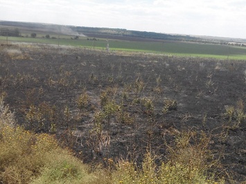 Пожары не прекращаются: на Николаевщине за сутки сгорело более 5 га сухостоя и мусора