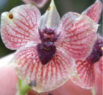 Ученые нашли новый вид орхидеи в лесах Колумбии