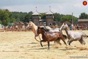 На выходных под Киевом покажут около двадцати исторических пород лошадей
