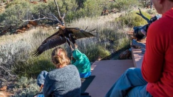 В Австралии гигантский орел пытался унести ребенка
