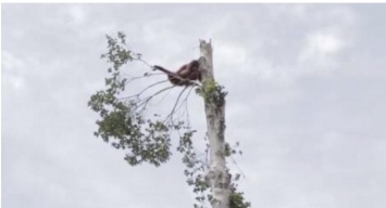 Орангутан цепляется за единственное дерево после того, как люди уничтожили его дом