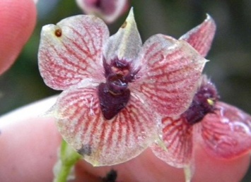 Ученые нашли орхидею-«голову дьявола» в лесах Колумбии