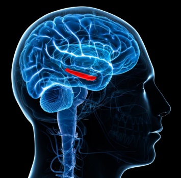 Ученые: Импланты помогут в лечении болезней головного мозга