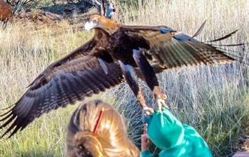 В Австралии орел напал на ребенка и попытался его унести
