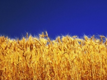 Минагрополитики и участники зернового рынка подписали Меморандум о взаимопонимании