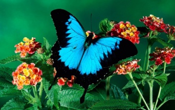 В Тюмени проходит выставка живых тропических бабочек